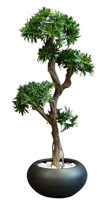 Kyoto Podocarpus Kunstpflanze: Detailaufnahme des Bonsai-Baums mit grünen Blättern in schwarzem Topf.